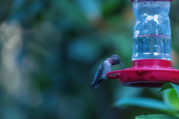 Liten rosa halsad kolibri sittande på röd kolibri matare — Stockfoto