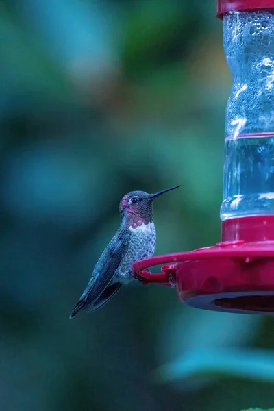 Sittande liten kolibri på röd matare med suddig bakgrund — Stockfoto