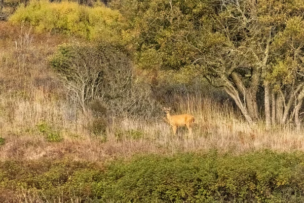 Cervo camuffato in erba dorata al limite degli alberi — Foto Stock