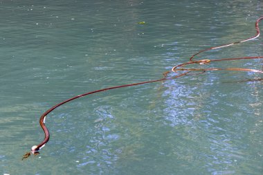 Okyanusun yüzeyinde yüzen yosunlar.