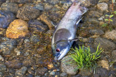Nehrin kıyısında yatan ölü balık leşi.