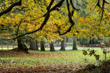 Sarı ve turuncu akçaağaç yaprakları sonbaharda dağılır.