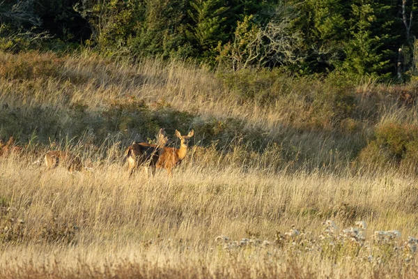 Enkele volwassen hert loopt door een veld bedekt met hoog gras — Stockfoto