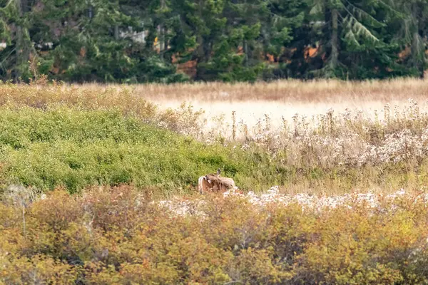 Ciervos adultos caminando a través de un campo cubierto de hierba alta — Foto de Stock
