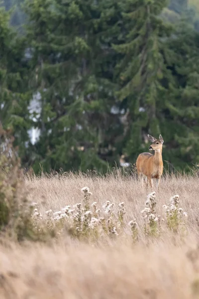 Enkele volwassen hert loopt door een veld bedekt met hoog gras — Stockfoto