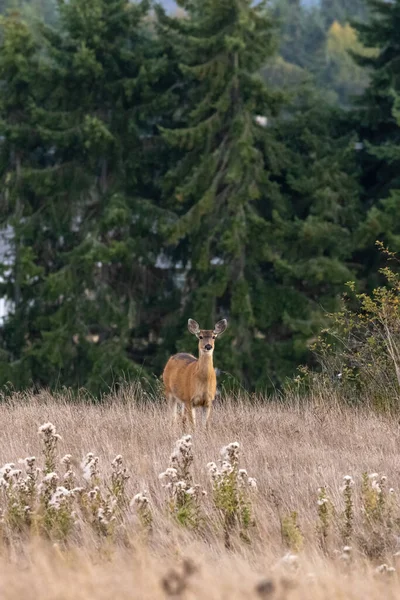 Een volwassen hert dat ronddwaalt in hoog gras — Stockfoto