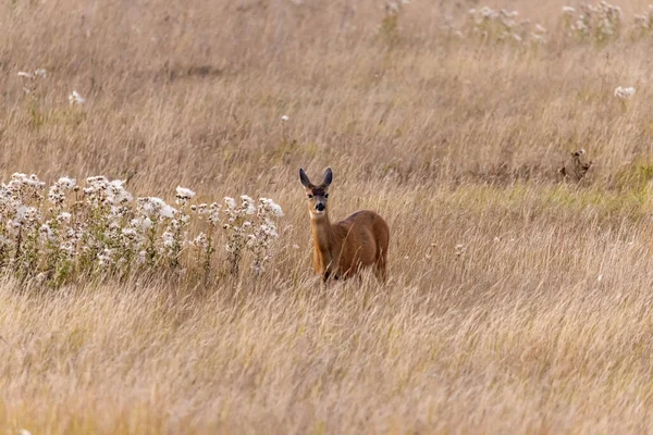 A single adult deer wandering around in tall grass — Stock Photo, Image