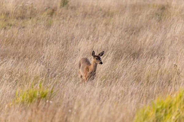 Een volwassen hert dat ronddwaalt in hoog gras — Stockfoto