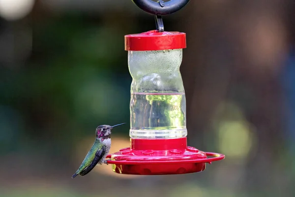 Kleine volwassen kolibrie drinken van een vogel feeder — Stockfoto