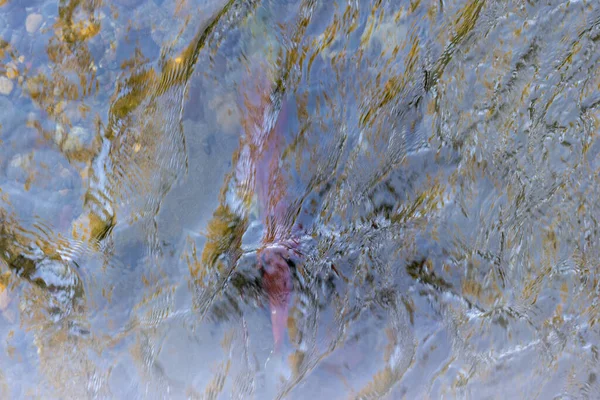 Large red adult salmon beneath the surface of a flowing river — Stock Photo, Image