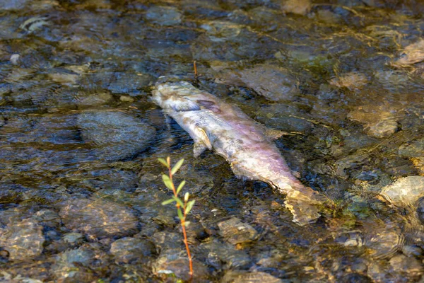 Döda fiskkroppar som ligger på stranden av en flod — Stockfoto