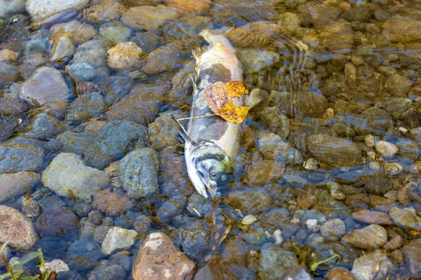 Dead fish carcass laying on the bank of a river — Stock Photo, Image