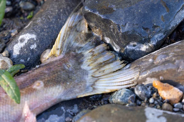 Somon balığının çürüyen cesedinin kuyruk yüzgecini kapatın.