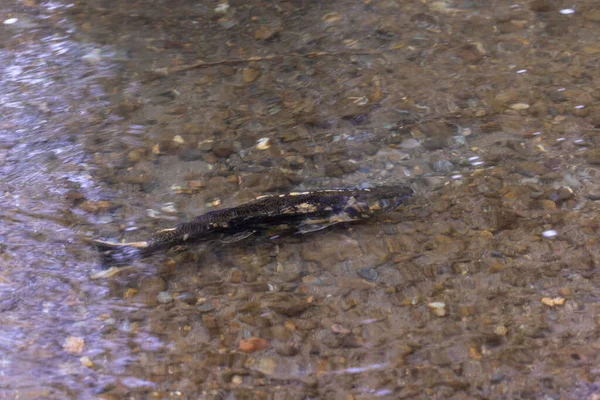 Einsamer Lachs schwimmt im September in einem seichten Fluss — Stockfoto