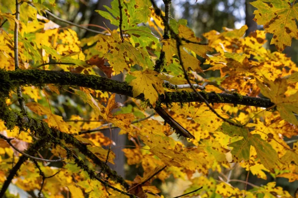 Feuilles d'érable jaune et orange dispersées à la fin de l'automne — Photo