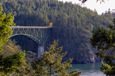 Okyanus kıyısında orman kayalıklarıyla örülü köprü