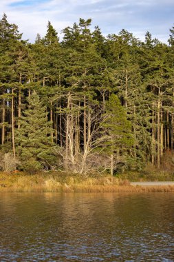 Uzun kuru otlarla kaplı bir gölün ormanlık kıyıları.