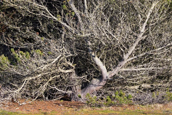 Árvore branca velha no dia ensolarado do inverno — Fotografia de Stock