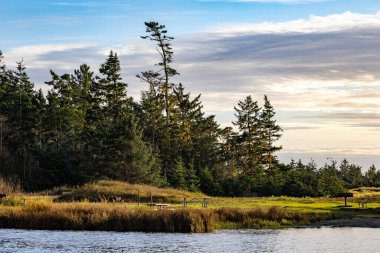 Uzun kuru otlarla kaplı bir gölün ormanlık kıyıları.