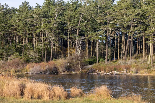 Bewaldete Ufer eines mit hohem, trockenem Gras bedeckten Sees — Stockfoto