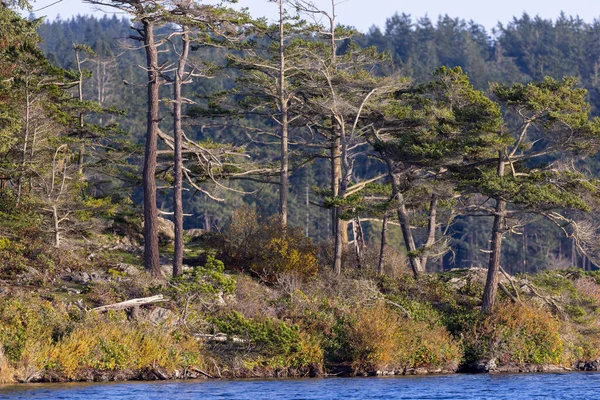 Berges boisées d'un lac recouvert d'herbes hautes et sèches — Photo