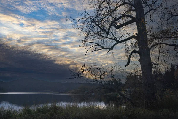 Безлистое дерево на травянистом берегу озера — стоковое фото
