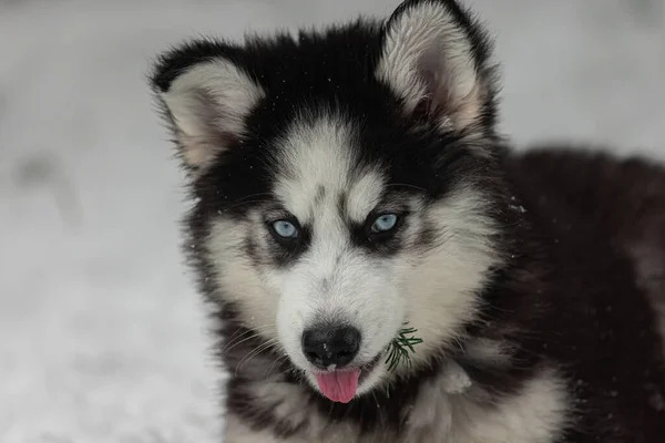 Młody czarny i biały syberyjski husky szczeniak — Zdjęcie stockowe