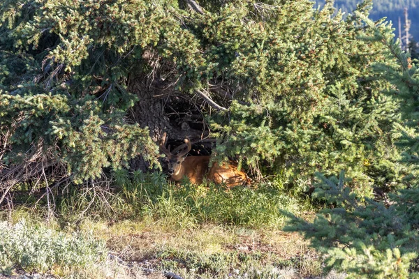 Grande fanfarrão deitado no arbusto escondendo-se do sol — Fotografia de Stock