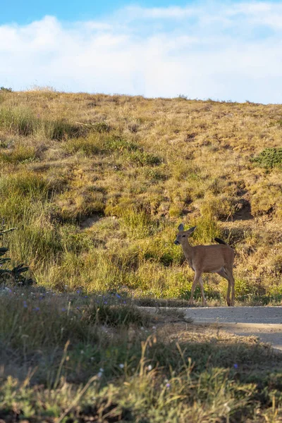 Ciervos caminando pacíficamente por el campo de hierba silvestre —  Fotos de Stock