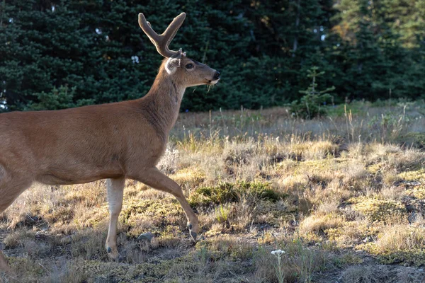 Ciervos salvajes adultos caminando a través de un campo en una montaña —  Fotos de Stock