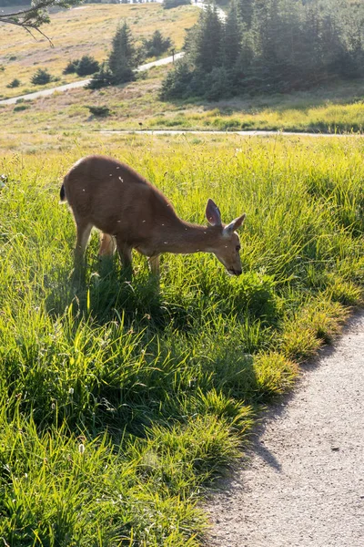 Herten die gras eten aan de rand van het pad — Stockfoto