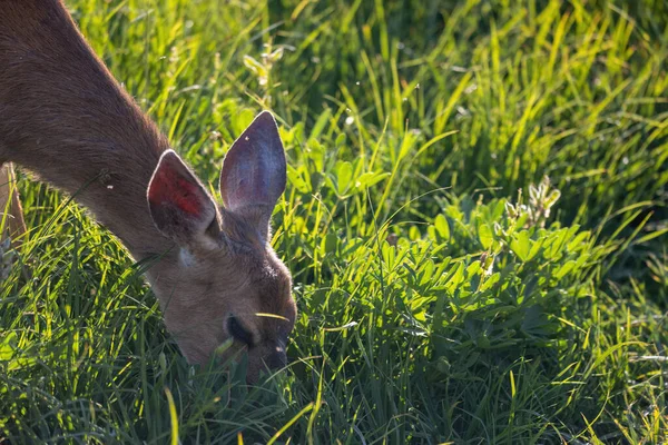 Deer eating wild grass in afternoon sun — Stock Photo, Image