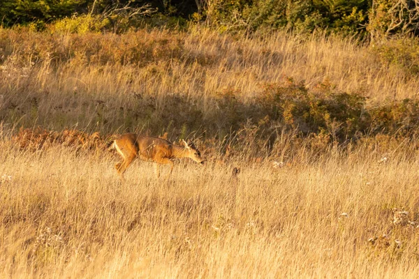 Grazende hinde door hoge grazige duinen in de zomer — Stockfoto