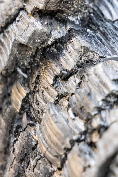Detailní struktura surového dřevěného uhlí hrany kulatiny — Stock fotografie