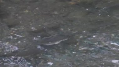 Eylül ayı sonlarında bir nehirde yüzen büyük yetişkin somon balığı.