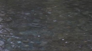 Eylül ayı sonlarında bir nehirde yüzen büyük yetişkin somon balığı.