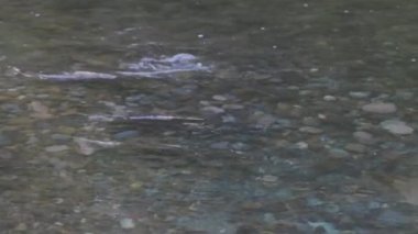 Vahşi yetişkin somon balığı Batı Washington 'da akıntıya karşı yüzüyor.