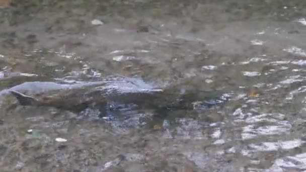 Grote volwassen zalm die eind september in een rivier zwemt — Stockvideo