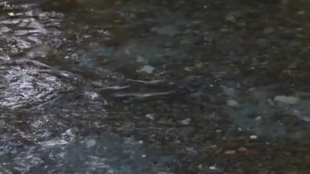 9月下旬に大人のサーモンが川で泳いでいて — ストック動画