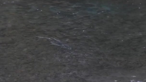 Salmón adulto grande nadando en un río a finales de septiembre — Vídeos de Stock