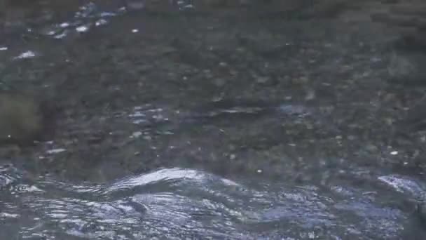 Μεγάλος ενήλικος σολομός που κολυμπά σε ποτάμι στα τέλη Σεπτεμβρίου — Αρχείο Βίντεο
