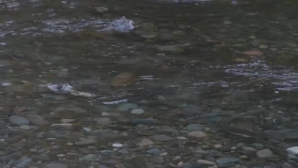 浅い川の流れに逆らって泳ぐ野生の成魚 — ストック動画