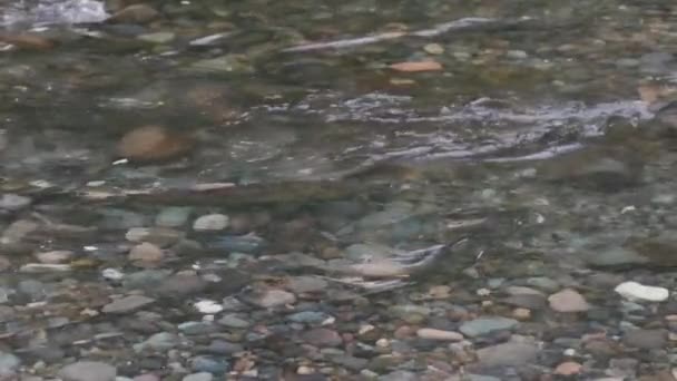 Wildlachse schwimmen gegen die Strömung eines flachen Flusses — Stockvideo