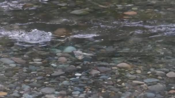 Wilde volwassen zalm zwemmen tegen de stroom van een ondiepe rivier — Stockvideo