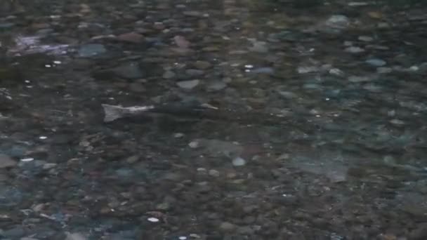 Vahşi yetişkin somon balığı Batı Washington 'da akıntıya karşı yüzüyor. — Stok video