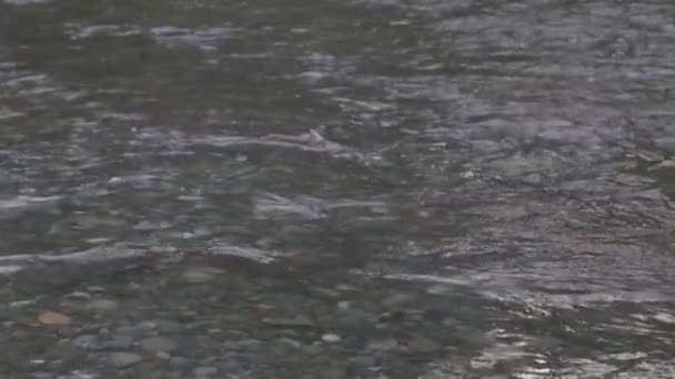 野生の成魚がワシントン州西部で泳いでいます — ストック動画