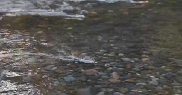 Wildlachse schwimmen gegen die Strömung — Stockvideo