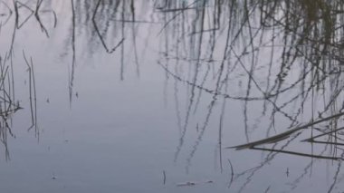 Uzun yabani otlar bir gölün yüzeyine yansıyor.