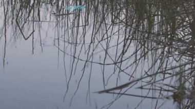 Uzun yabani otlar bir gölün yüzeyine yansıyor.