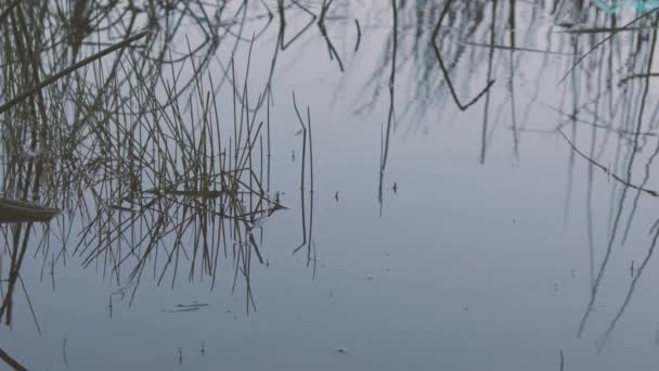 Tall wild grass reflected in the surface of a lake — Stock Video